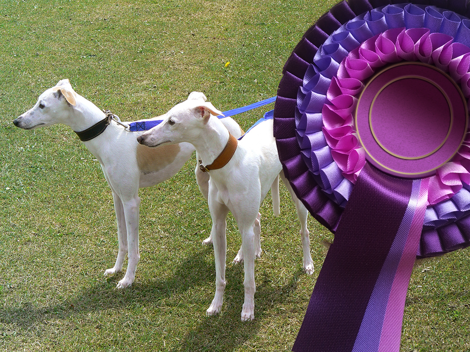 Open Show entries closing