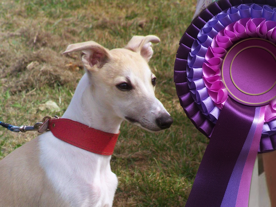 Hound Show at Stafford