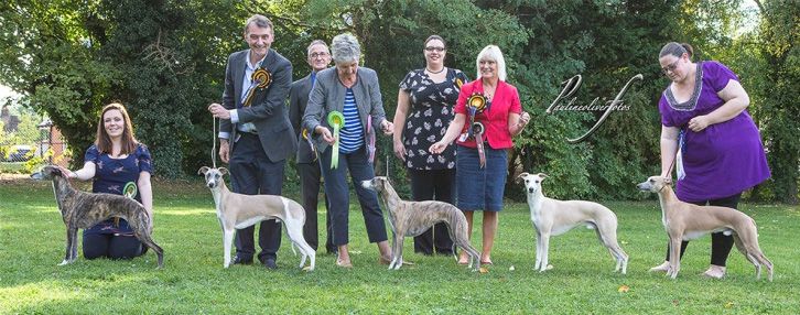 Whippet Club Open Show