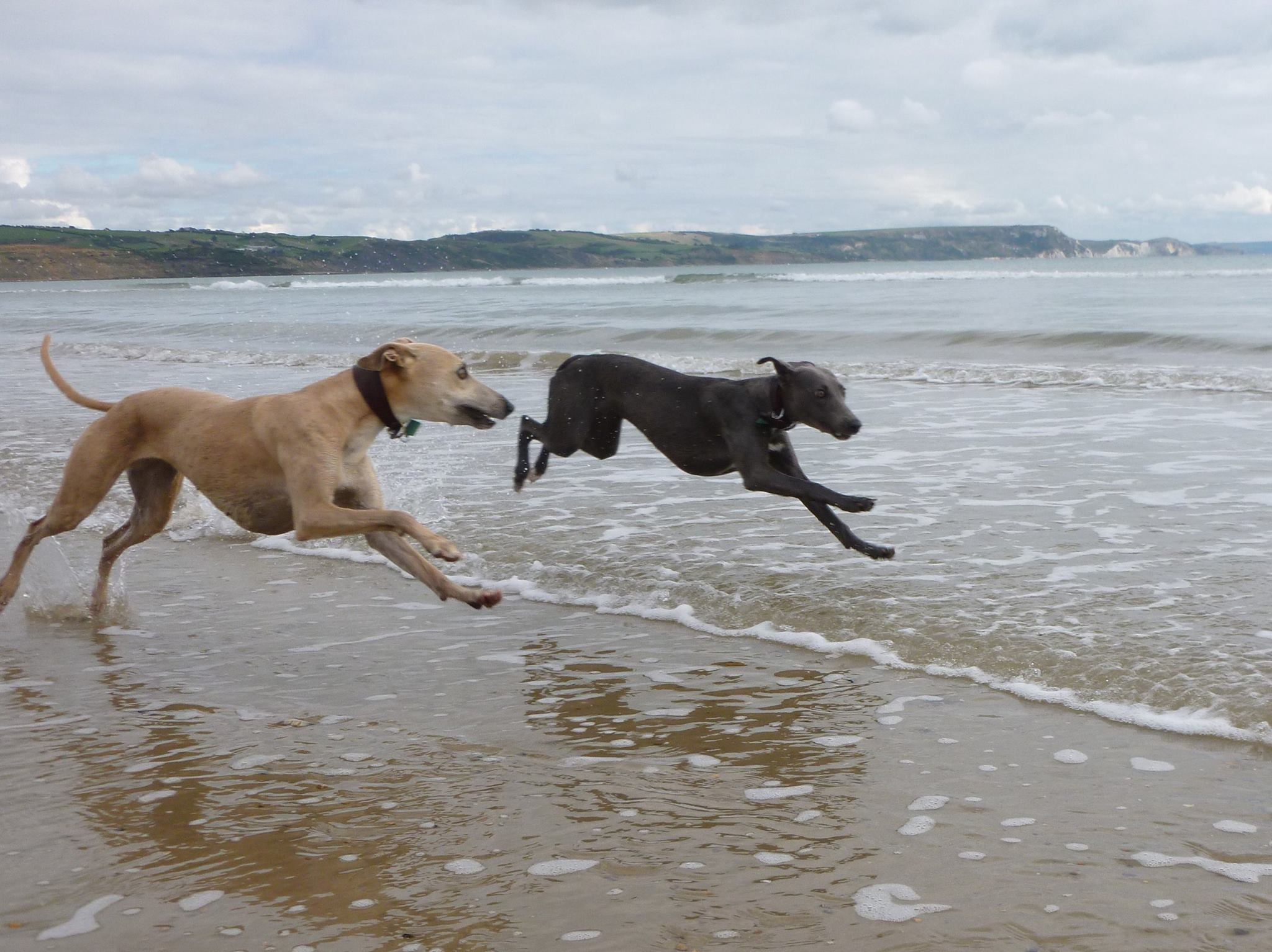 Welcome to the New Look Whippet Club Website