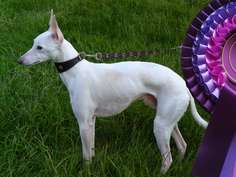 The Whippet Club – Limited Member’s Show