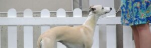 Whippet Club - Whippet showing