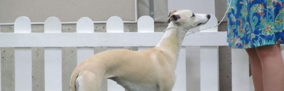 Whippet Club Open Show 24 September – Bitch Critique