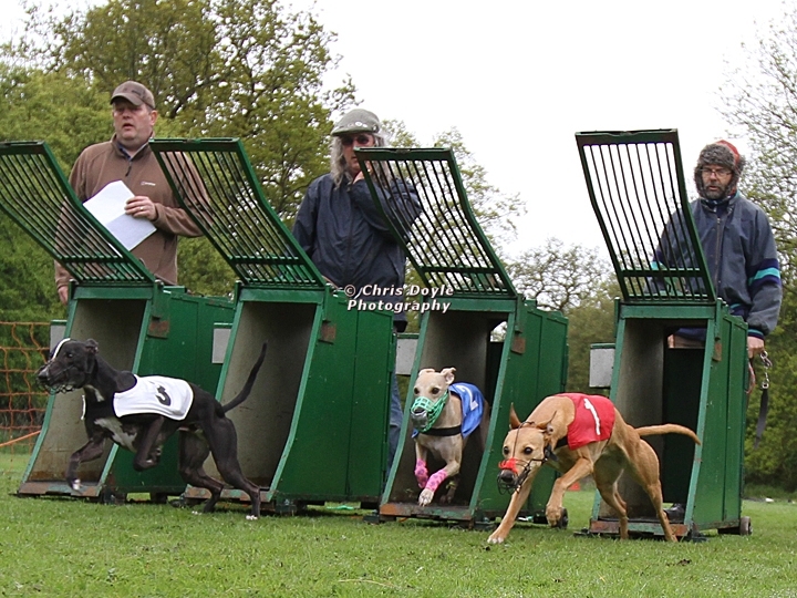 Whippets coming out of racing traps