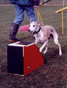 Whippet Doing Flymouse