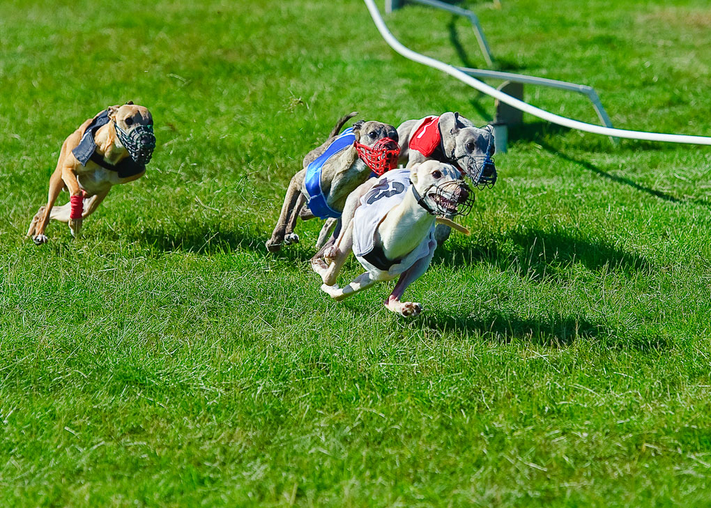 WCRA Whippets racing on a bend