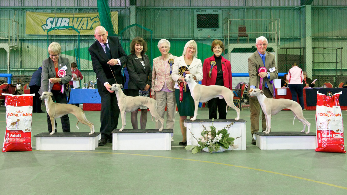 The Breed Standard The Whippet Club