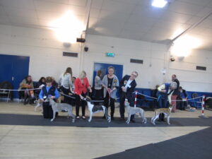 2016 Whippet Club Limited Show dog line up