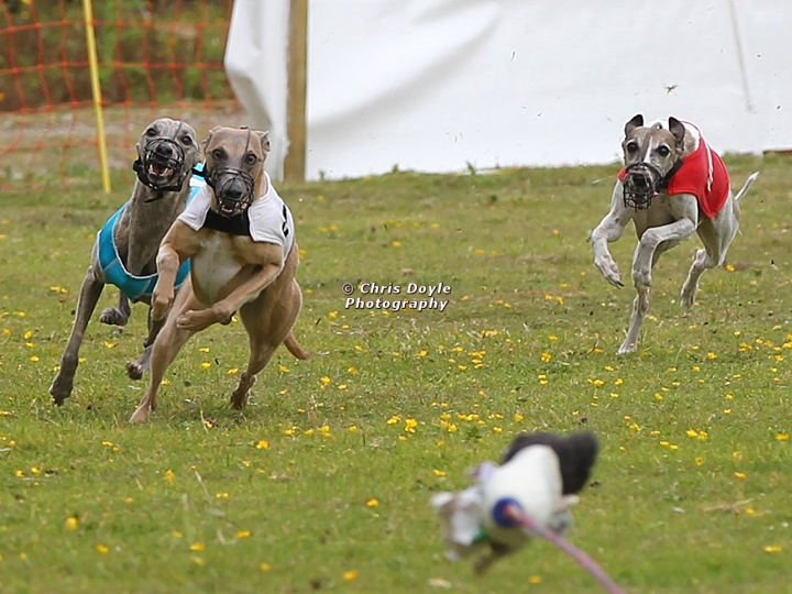 Whippets racing on a bend