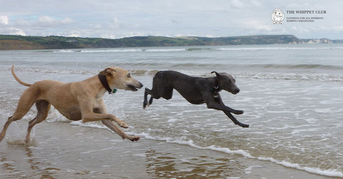 The Whippet Club AGM 2016