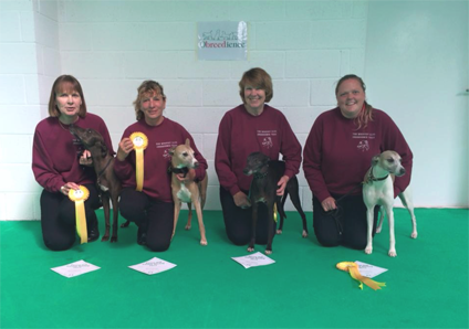 Whippet Club Obedience dogs