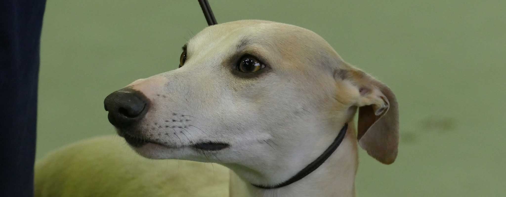 Championship Show 1st April 2017