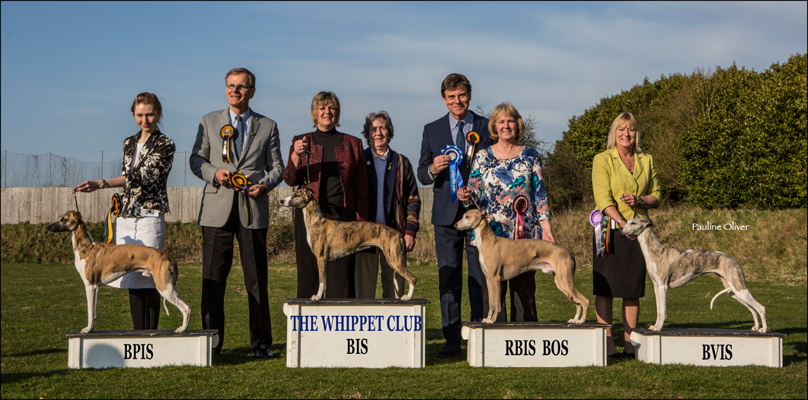 Best In Show line up whippets