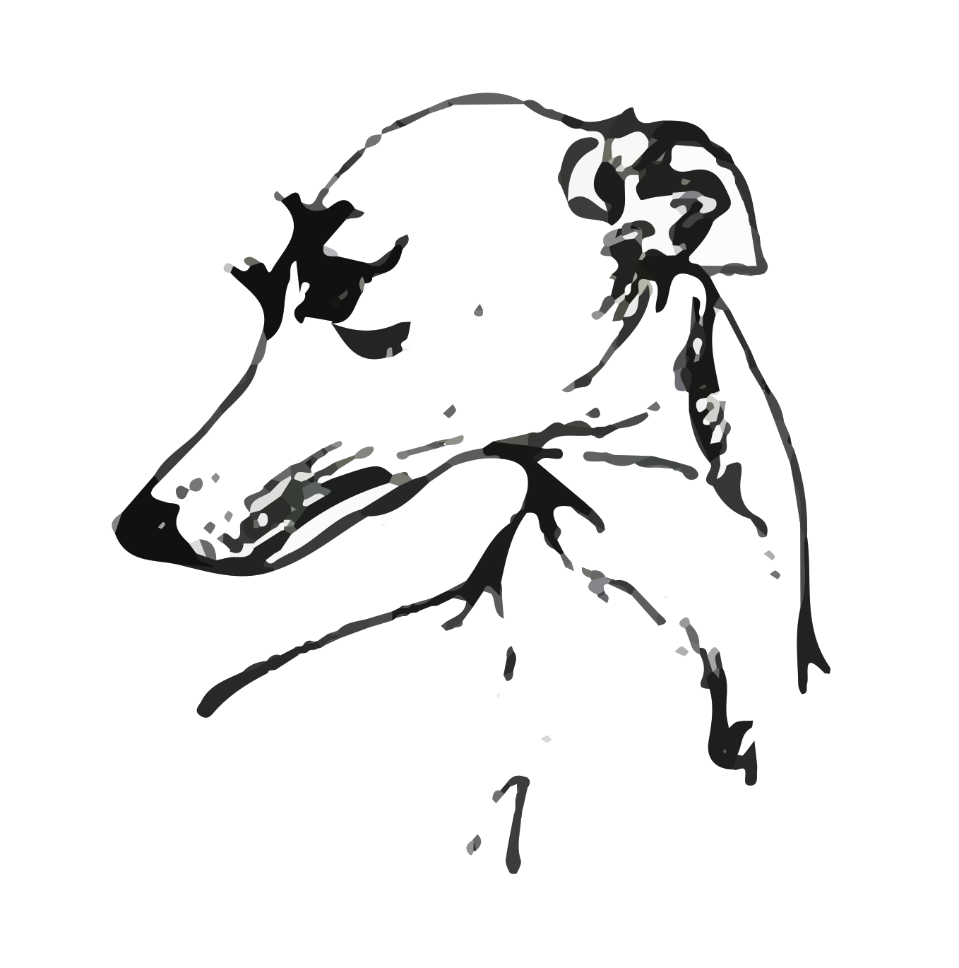 Whippet Club Championship Show, 6th April 2019 – Critique for Special Awards classes