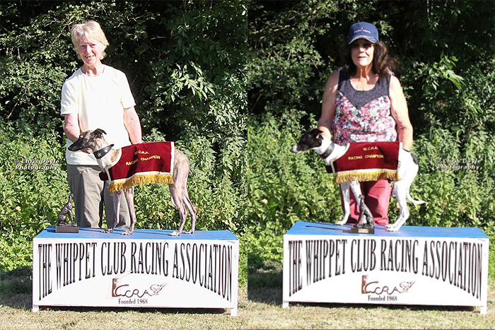 Whippet racing champions