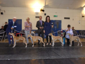 Whippet Club Open Show winners - Dog