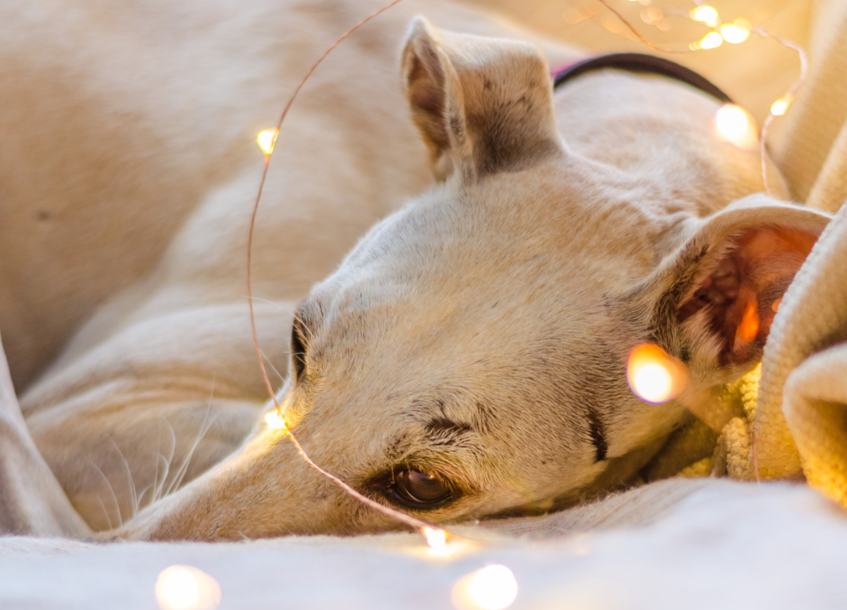 Whippet Club Breed Appreciation Day
