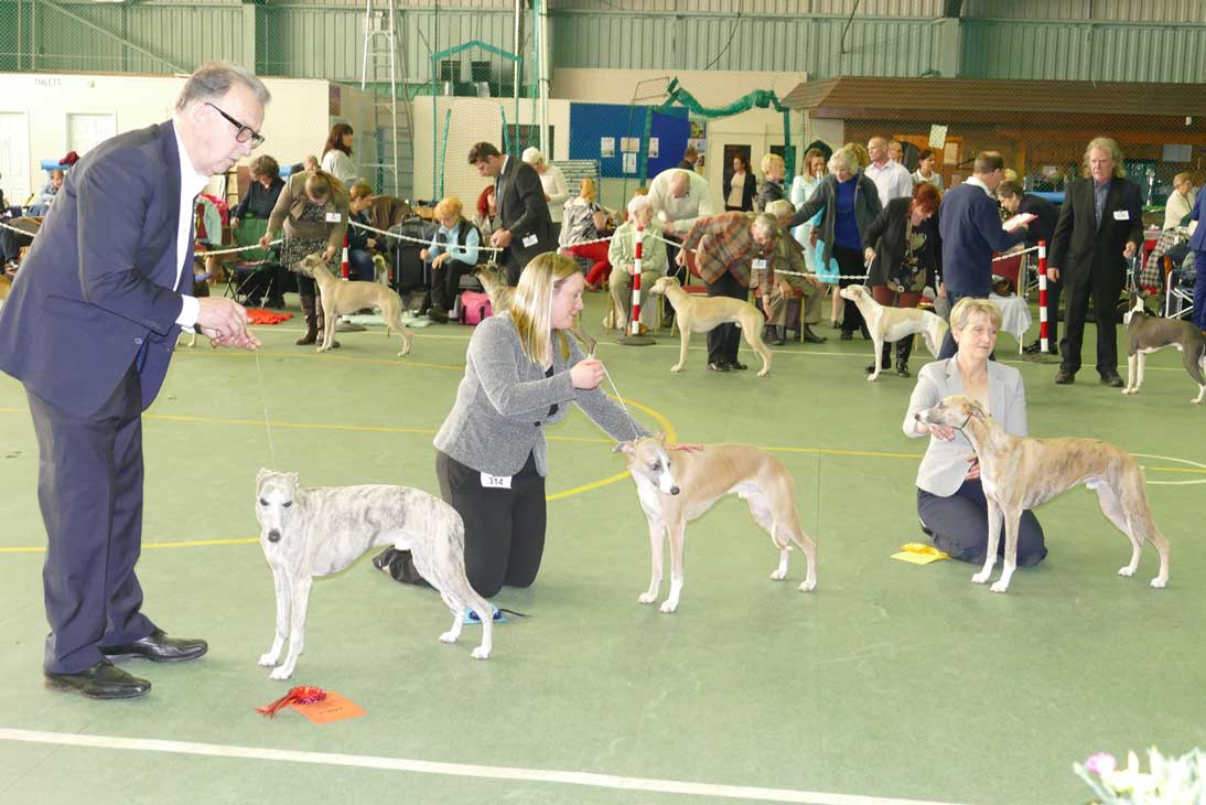 The Whippet Club Open Show September 23 2023