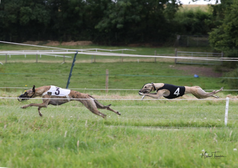 Two Whippets Racing Close