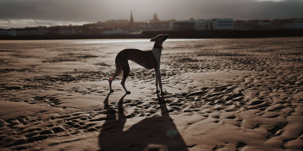 The Breed Standard The Whippet Club