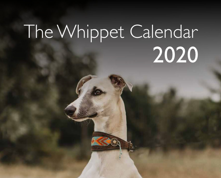 Whippet Calendar 2020 Featured Image
