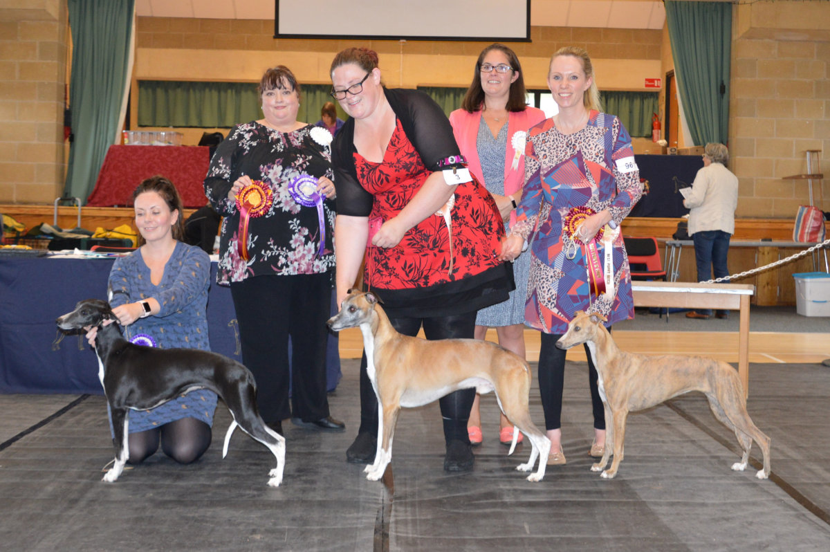 The Whippet Club Open Show, 28 September 2019 – Results