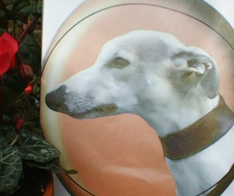 ‘Alfie’.  28 June 09 – 13 October 20