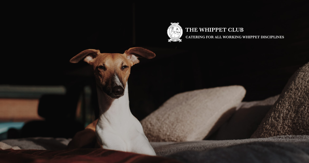 Contact Whippet Club