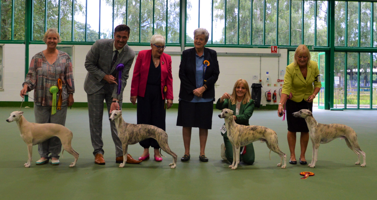 Whippet Club Championship Show, July 2021 – Bitch Critique