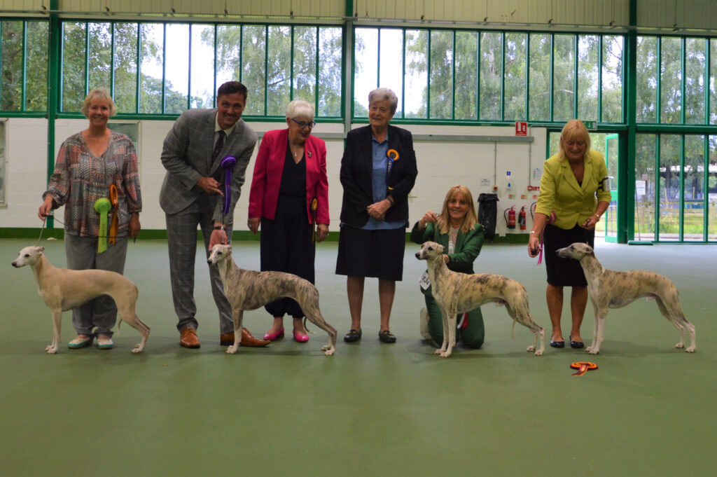 BIS Joint Whippet Clubs 31 July 2021