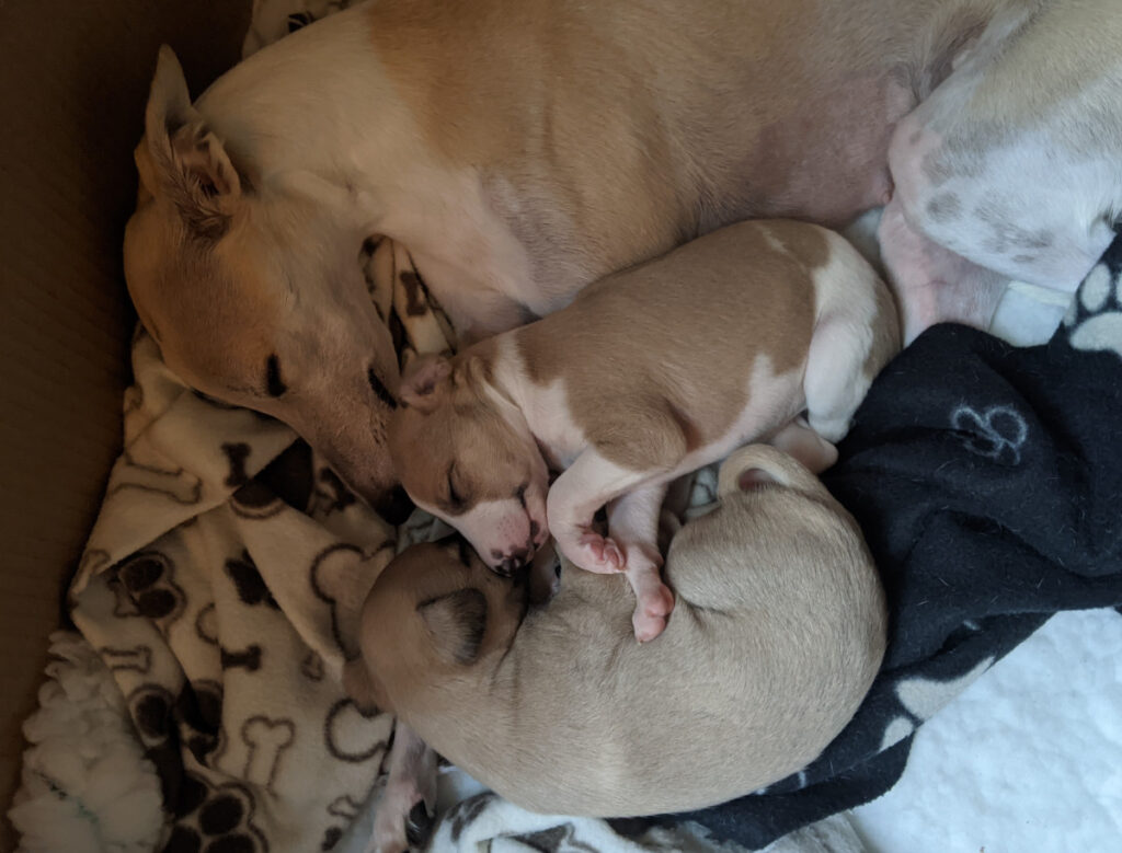 Mum And Pups