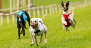 WCRA Championships WriteUp Featured