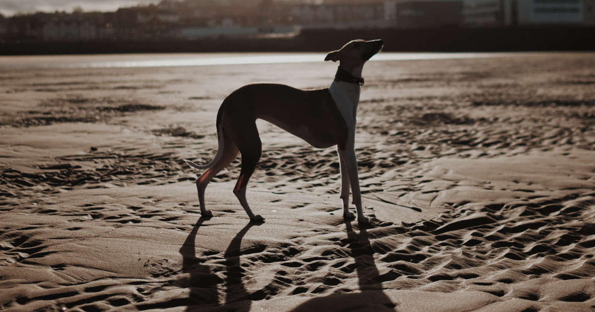 Whippet Breed