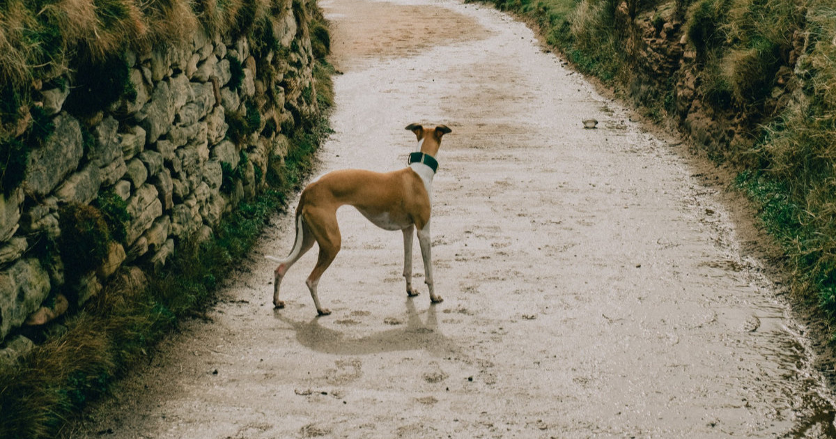 Open Show November : Cancelled