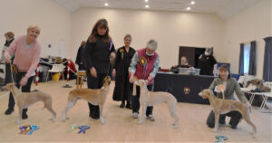 Whippet Clun Limited Show January 2022