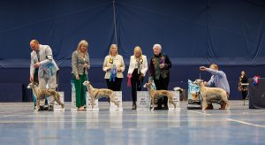 Championship Show April 2023 Winners Line Up