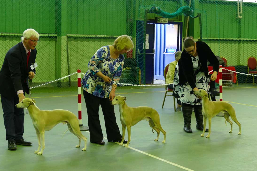 Three people with show dogs standing and holding them for exhibit