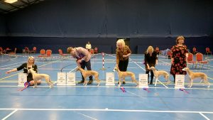 Whippet Club Championship Show April 2024 Full