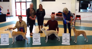 Whippet Club Open Show 2025 BIS