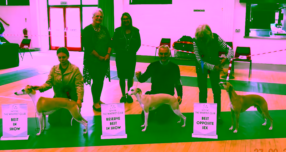 Whippet Club Open Show 2025 BIS