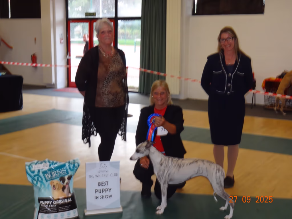 Whippet Club Open Show 2025 BP