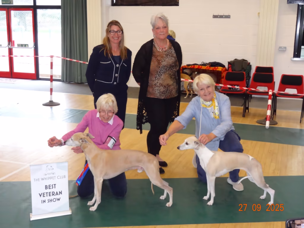 Whippet Club Open Show 2025 BV