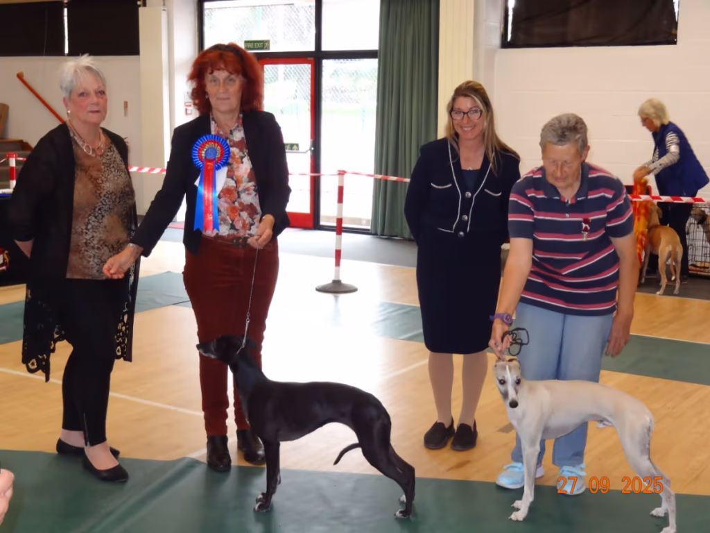 Whippet Club Open Show 2025 Best Racing Coursing
