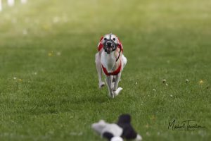 Wcra Coronation Championships 7th May 2023 52891330291 O