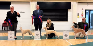 Best In Show Line up Whippet Club Members Limited Breed Show