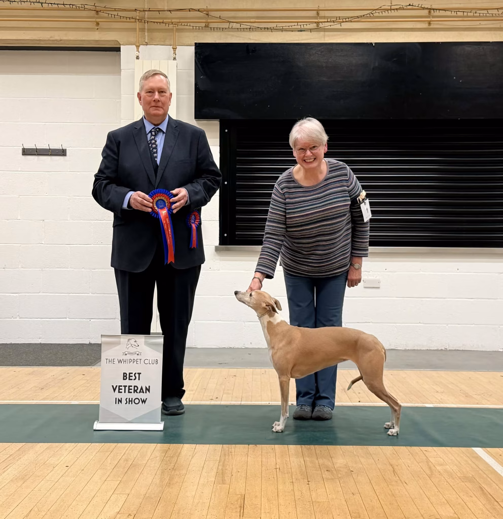 Best Veteran in show - Whippet Club Members Limited Breed show