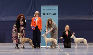 Whippet Club Championship Show Bitch Winners Lineup