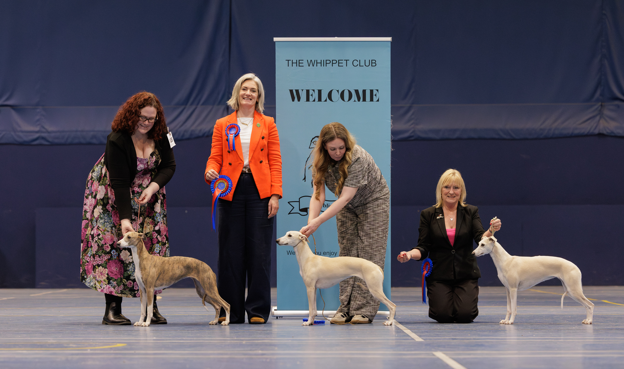 The Whippet Club Championship Show, 4th April 2026: Bitch Critique