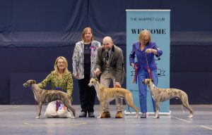 Whippet Club Championship Show Dog winners line up