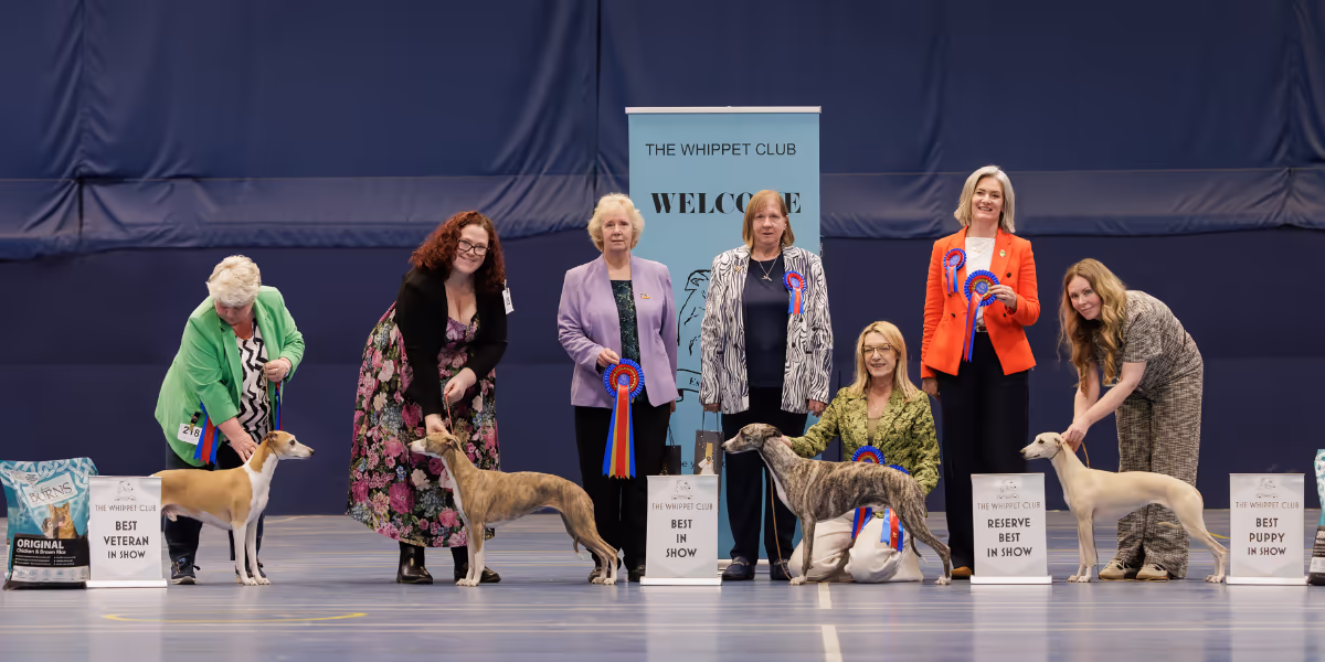 The Whippet Club Championship Show, 4th April 2026